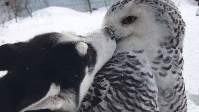 シロフクロウとシベリアン・ハスキー、雪景色の中でいちゃこらがとまらない