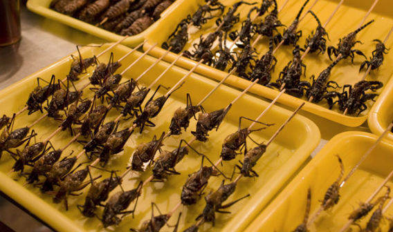 04-BugFest