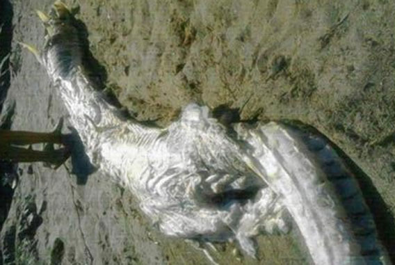 これが伝説のドラゴンか？スペインの海岸に体長約4メートル、角のある巨大生物の死骸が打ち上げられる