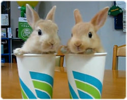 紙コップに入ったウサギがやばい、ウサコップ劇場