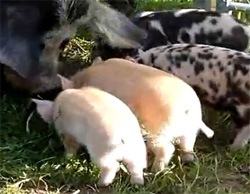 ブタのお母さん、はからずも我が子を間引き？