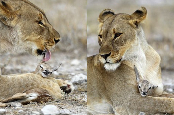 愛しい我が子を同族に殺されスプリングボックの赤ちゃんを慈しむメスのライオン