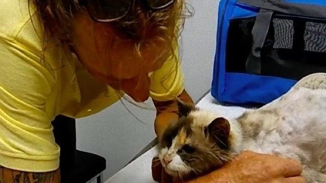 冒険好きな目と耳の不自由な猫が迷子となり、2か月後飼い主と再会