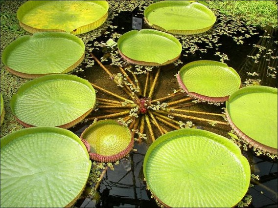 the_largest_water_lily_in_the_world_640_06