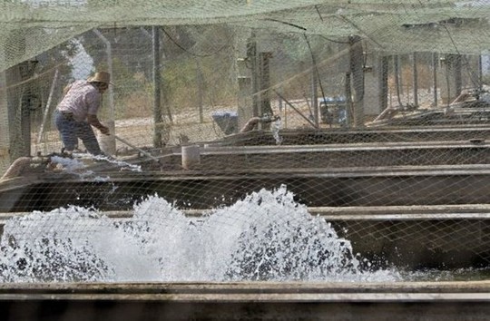 1258610607_how_black_caviar_is_made_18