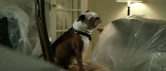 家に置いてけぼりを食らった犬が、アデルの「Rolling In The Deep」のあのシーンを再現（猫共演）