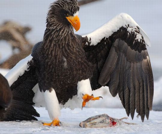 invisible_wildlife_photographer_05