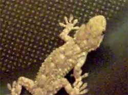 テフロン加工とはめっぽう相性の悪いヤモリのジレンマ