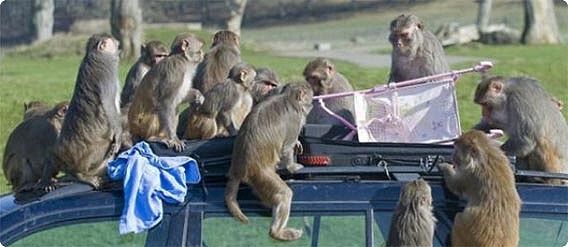 猿の軍団によって占拠された車の末路（画像・動画）