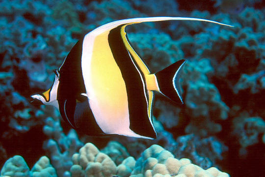 Moorish-Idol1