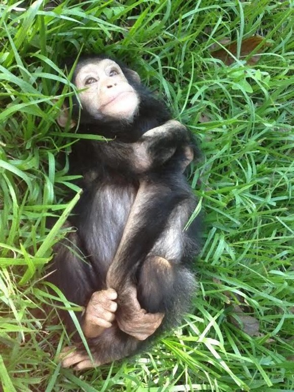 暗闇に閉じ込められて数か月後、やっと太陽に出会えたチンパンジーの赤ちゃんのうれしそうな表情（コンゴ共和国）