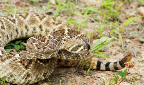 08-Texas-Rattlesnake-Roundup