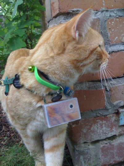 seeing_life_through_cats_eyes_49