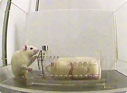 ネズミは仲間を見捨てない（米研究）