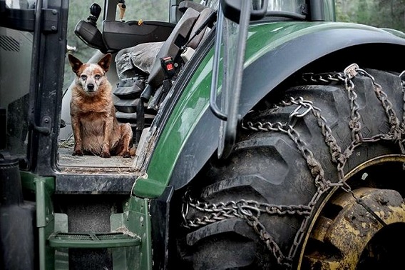 old_dogs_24
