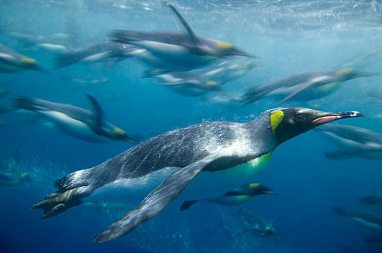 penguins_08