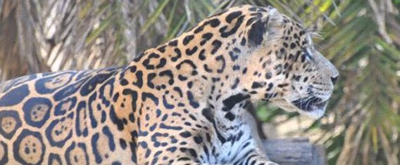 ブラジルで絶滅危惧種の動物たちのクローニング計画がまもなく開始予定