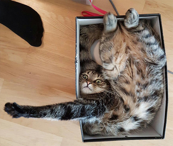 猫が箱にぴったりフィットしていたのでコラ職人がんばる
