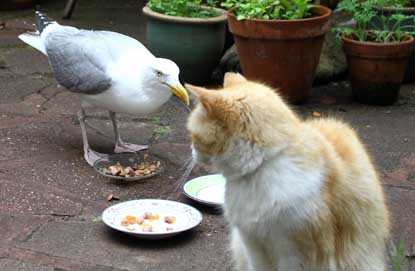 swns-gull5