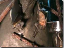 コウモリたちの井戸端会議