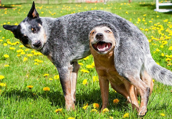 犬は尻尾で感情を表現し、他の犬にそれを伝えている。うれしい時には大きく右、不安な時には左に振る（イタリア研究）