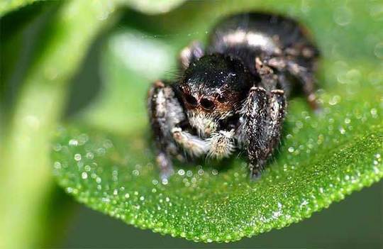 cute animals spiders (9)