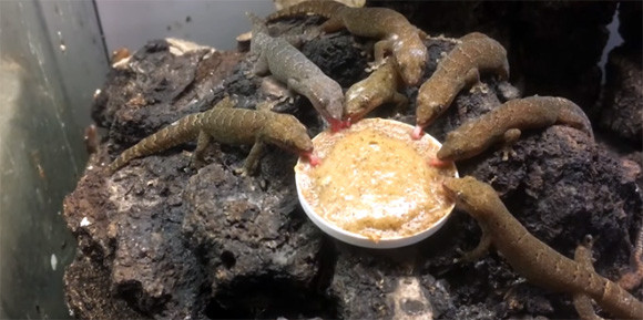 すごく・・・シュールです。オガサワラヤモリの晩餐風景