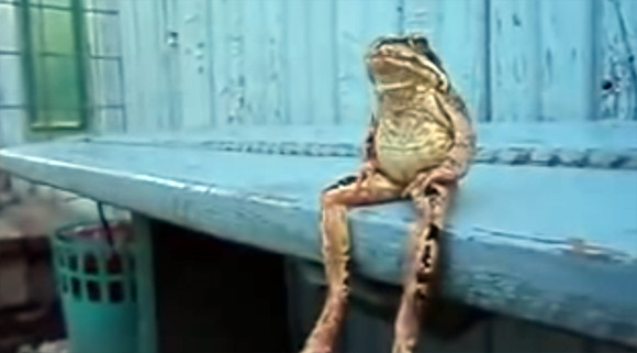 人間のようにベンチに座り思考する「考えるカエル」