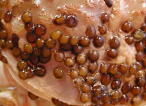r_p_spots