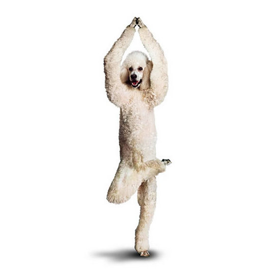 yoga-dogs9