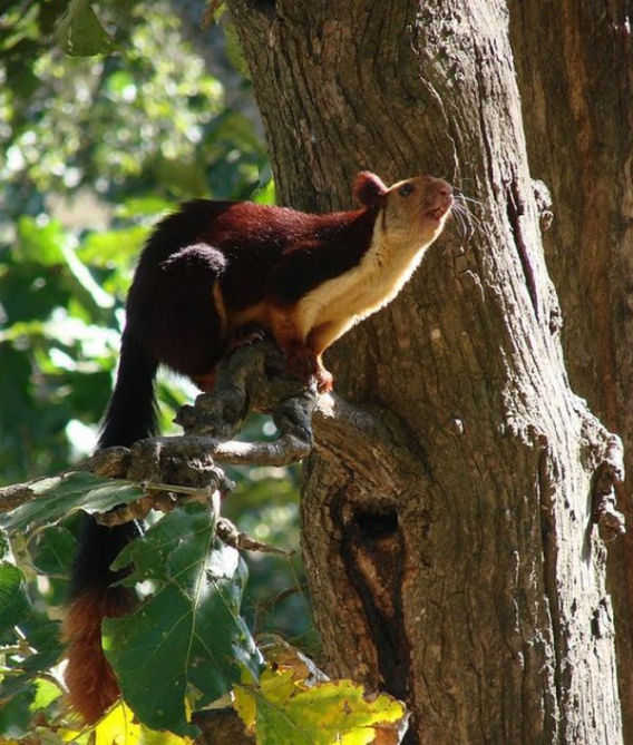 indian_giant_squirrel_02