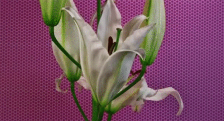 母の日に贈りたい動画、美しく花が開く瞬間のタイムラプス映像「Flowers」