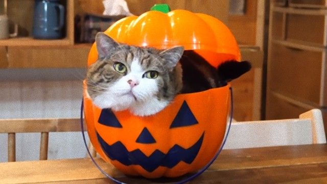 今年もハロウィンがきた？だもんだから、猫のまるさんもジャック・オー・ランタンになってみた。