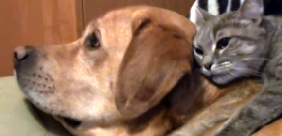 愛がポロポロ溢れてくるよ。犬と猫の仲良し映像総集編