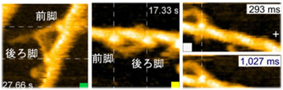 二本脚の構造を持つたんぱく質が歩く姿を撮影することに成功（金沢大学研究グループ）