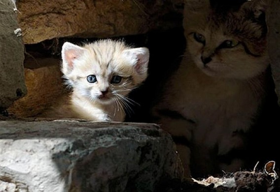 sand_cat_kitten_01