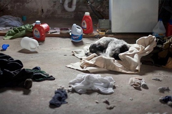 old_dogs_13