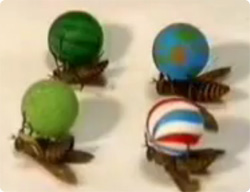 あの人は今？アブを自由自在に操り曲芸をさせる少女