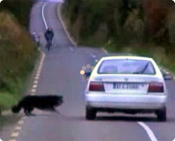 車だけを狙い、走行中にわざと道路に飛び出してくる謎の犬の度胸試し