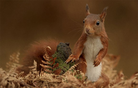 かわいらしい小動物が盛りだくさん。オランダの森に住む動物たちを撮影した森の住人たちのリアルライフ写真