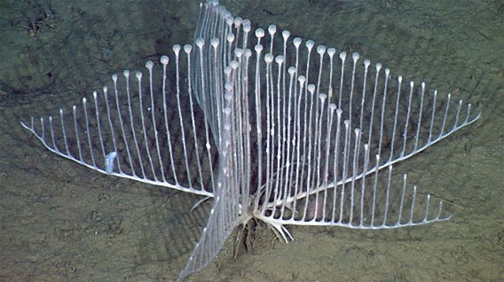 水深3300メートルの海底からとんでもない形をした新種の肉食生物が発見される（米カリフォルニア）