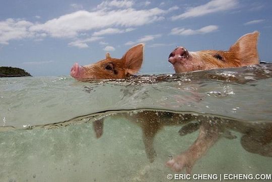 swimming_pigs_15