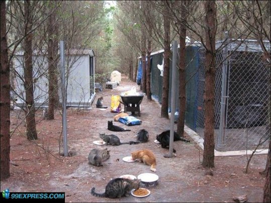 cat-rancho-06