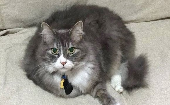 オフィス猫として勤務していた盲目の猫、会社が倒産し失業するも最高の飼い主が見つかる（アメリカ）