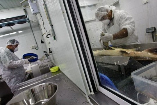 1258610630_how_black_caviar_is_made_10