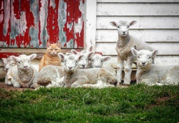 羊まで下僕化に成功してたってよ！猫リーダーとその忠実な子羊の家来たちのいる風景（ニュージーランド）