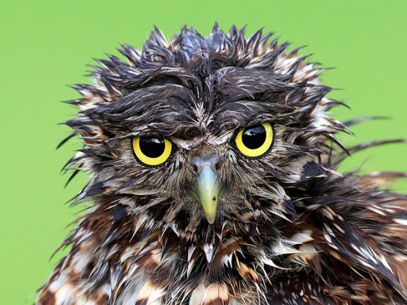 梅雨なので・・・濡れフクロウ。水も滴るフクロウたちの画像特集