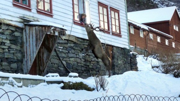 アレくれや！おばあさんの元へお菓子をもらいに毎日やってくる野生の鹿（ノルウェー）