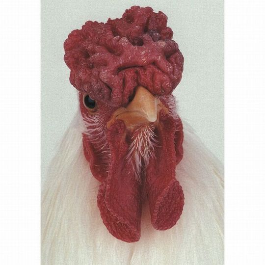 Unusual-hen-05