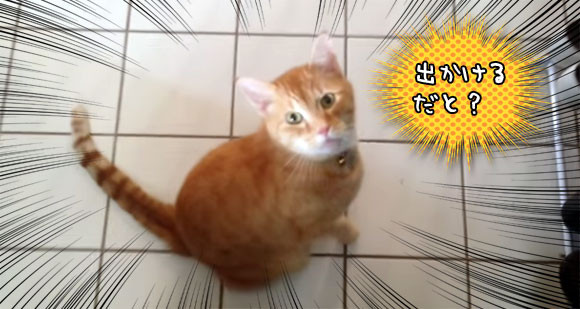 はい、中止！飼い主が外出しようとする時の猫の反応が悶絶死